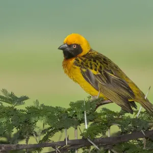 Masked Weaver in Ngorongoro Crater Masked Weaver in Ngorongoro Crater