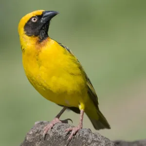 Masked Weaver in Ngorongoro Crater Masked Weaver in Ngorongoro Crater