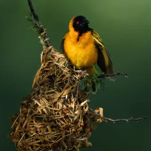 Masked weaver (Ploceus intermedius) in its nest, close up, Masai Mara, Kenya Masked weaver (Ploceus intermedius) in its nest, close up, Masai Mara, Kenya