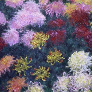 Massif De Chrysanthèmes (Bed Of Chrysanthemums) Massif De Chrysanthèmes (Bed Of Chrysanthemums)