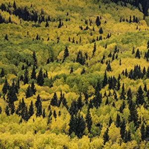 Massive mountain slope of dense aspen trees (Populus Tremuloides) and evergreens in fall color, Sneffels Range, Sneffels Wilderness Area, Uncompahgre National Forest, Colorado, USA