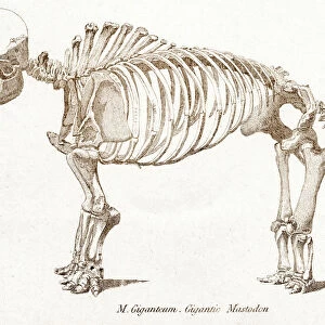 Mastodon skeletons engraving 1803