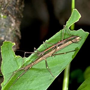 Mating stick insects -Phasmatodea spec. - exhibiting sexual dimorphism, mating, Tandayapa region, Andean cloud forest, Ecuador