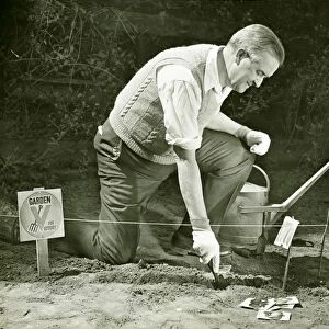 Mature man working on World War II Victory Garden, (B&W)