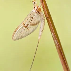 Mayfly -Ephemeroptera- on blade of grass, North Hesse, Hesse, Germany