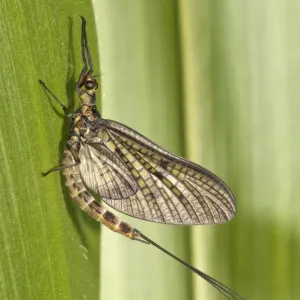 Mayfly Print - Ephemera danica, Untergroeningen, Germany