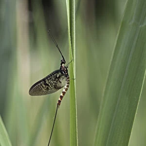 Mayfly or Shadfly -Ephemeroptera-, Ummendorfer Ried nature reserve, Upper Swabia, Baden-Wuerttemberg, Germany, Europe