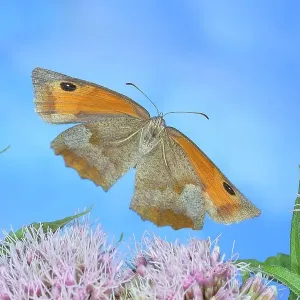 Meadow brown (Maniola jurtina), in flight, high-speed nature photo, Siegerland, North Rhine-Westphalia, Germany Meadow brown (Maniola jurtina), in flight, high-speed nature photo, Siegerland, North Rhine-Westphalia, Germany