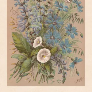 Meadow clary and cornflowers, chromolithograph, published in 1894