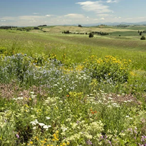 Meadow with colorful wildflowers, Palouse, Washington State, USA