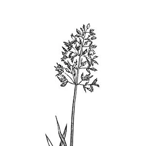 Meadow Grass (Poa pratensis)