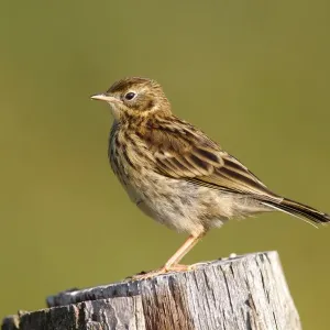 Meadow Pipit Print - Young Bird on Post Meadow Pipit Print - Young Bird on Post