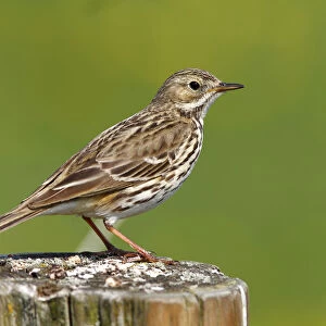 Meadow pipit -Anthus pratensis- perched on a fence post