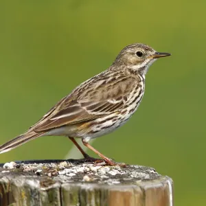Meadow Pipit Print on Fence Post Meadow Pipit Print on Fence Post