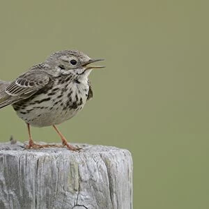 Meadow Pipit -Anthus pratensis- perched on a post, Buren, Ameland, The Netherlands