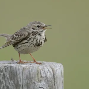 Meadow Pipit Print on a post in the Netherlands