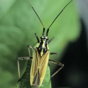 Meadow Plant Bug (Leptopterna dolabrata) Meadow Plant Bug (Leptopterna dolabrata)