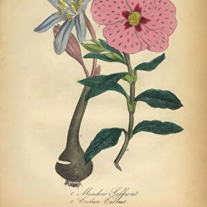 Meadow Saffron or Cistus Victorian Botanical Illustration