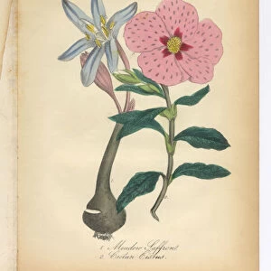 Meadow Saffron and Cretan Cislus Victorian Botanical Illustration