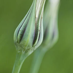 Meadow salsify (Tragopogon orientalis)