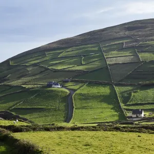 Meadows with walls, Firkeel, Beara Peninsula, Cork, Republic of Ireland, British Isles, Europe Meadows with walls, Firkeel, Beara Peninsula, Cork, Republic of Ireland, British Isles, Europe