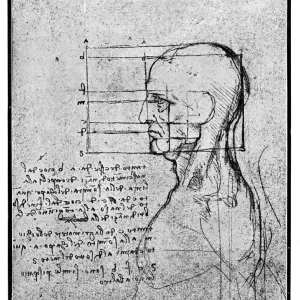 Leonardo Da Vinci's Human Head Print Leonardo Da Vinci's Human Head Print