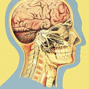 Medical Illustration of Head