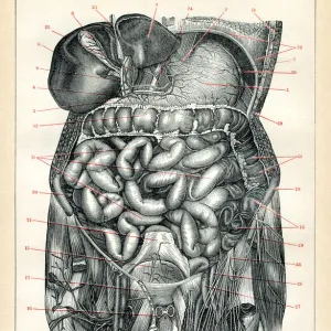 Medical illustration of the visceral and the internal organs 1898