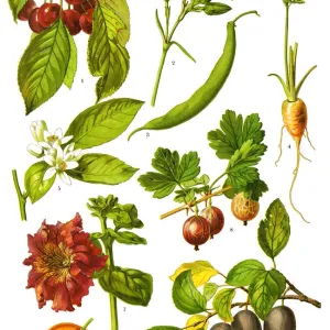 Medicinal and Herbal Plants, 1893, Antique illustration Medicinal and Herbal Plants, 1893, Antique illustration