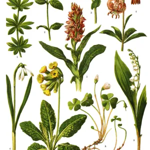 Medicinal and Herbal Plants Antique illustration 1893