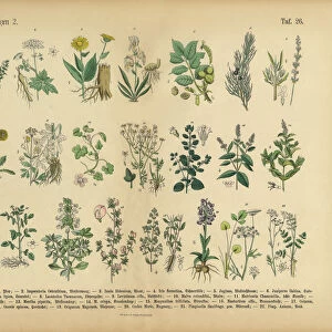 Medicinal and Herbal Plants, Victorian Botanical Illustration