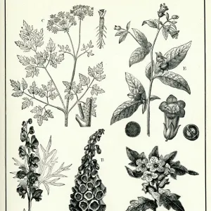 Medicinal Herbs