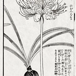 Medicinal plant, 19 century Japanese botanical illustration