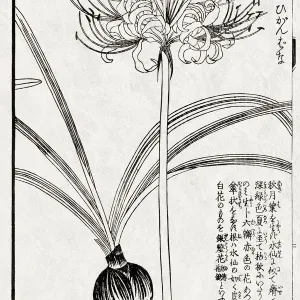 Japanese Medicinal Plant Print, 19th Century Woodblock Japanese Medicinal Plant Print, 19th Century Woodblock