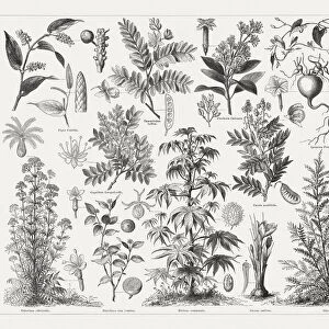 Medicinal plants, wood engravings, published in 1897