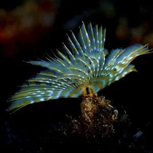 Mediterranean Fanworm or Feather Duster Worm -Sabella spallanzanii-, near Santa Maria, Azores, Atlantic Ocean, Portugal