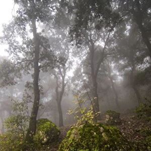 Mediterranean oak forest