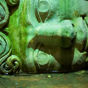 Medusa Head Medusa Head