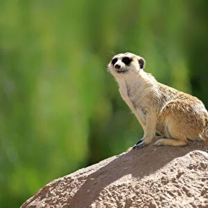 Meerkat -Suricata suricatta-, adult on rock, alert, Little Karoo, Western Cape, South Africa