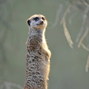 Meerkat (Suricata suricatta), attentive
