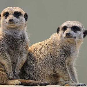 Two meerkats -Suricata suricatta-