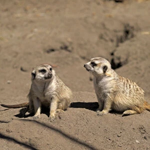 Meerkats -Suricata suricatta- alert pair, Little Karoo, Western Cape, South Africa