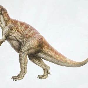 Megalosaurus, side view