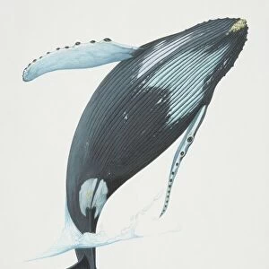 Megaptera novaeangliae, Humpback Whale breaching