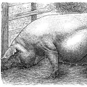Meissner pig