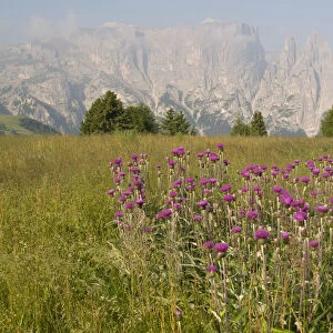 Melancholy Thistle (Cirsium helenioides) in front of Schlern Mountain, Seiser Alm, Dolomites, Alto Adige, Italy, Europe