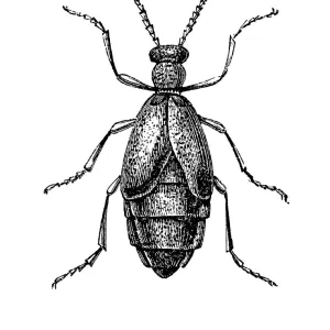 Meloe proscarabaeus is a European oil beetle