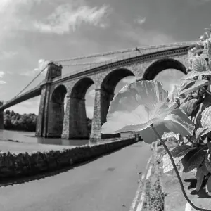 Menai Suspension Bridge Menai Suspension Bridge
