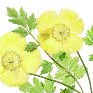 Menocopsis Cambrica (Welsh Poppy) Menocopsis Cambrica (Welsh Poppy)