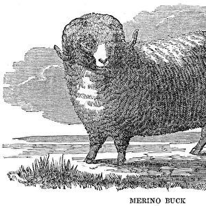 Merino buck engraving 1844